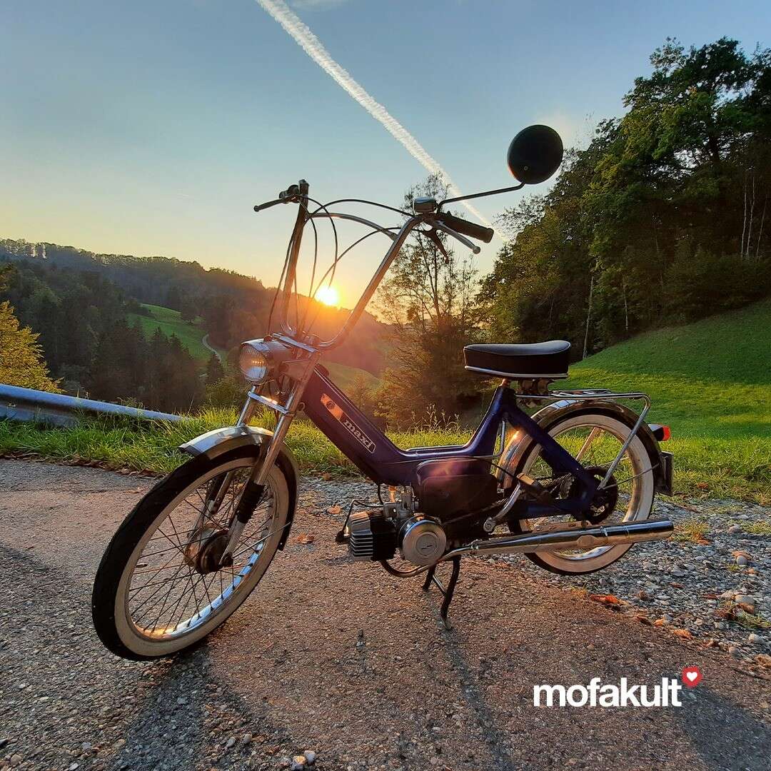 Maxi N von Waldvogel Maxi N von Waldvogel