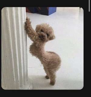 Immagine del profilo